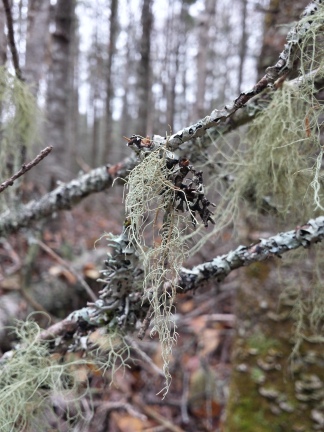 beautiful beard lichen <3