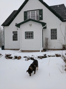 Just this week, our house and Merlin in the snow